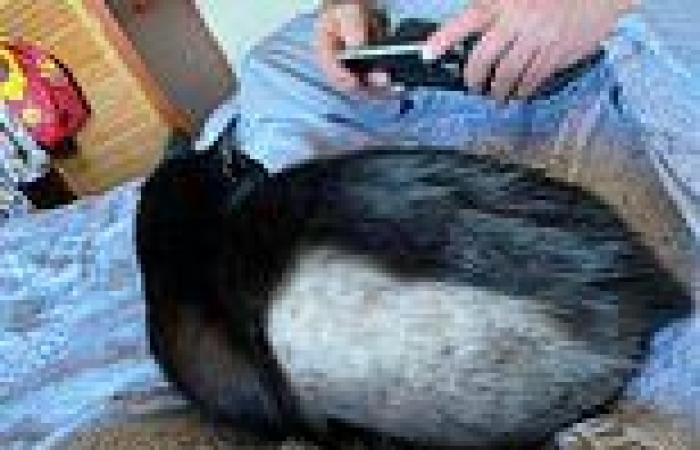 'Phantom Cat Shaver' is believed to have targeted nearly 100 pets with hair ... trends now