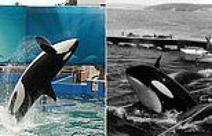 Orca captured as calf then kept in Miami aquarium for 50 YEARS could be ... trends now