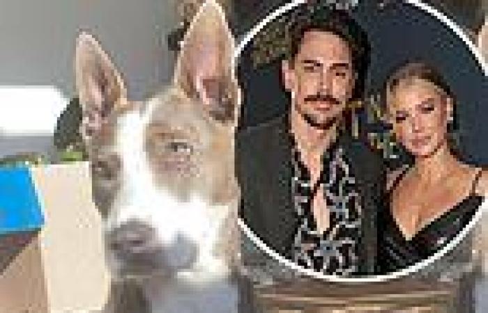 Ariana Madix reveals she 'plans to keep' the dog she shared with ex Tom ... trends now
