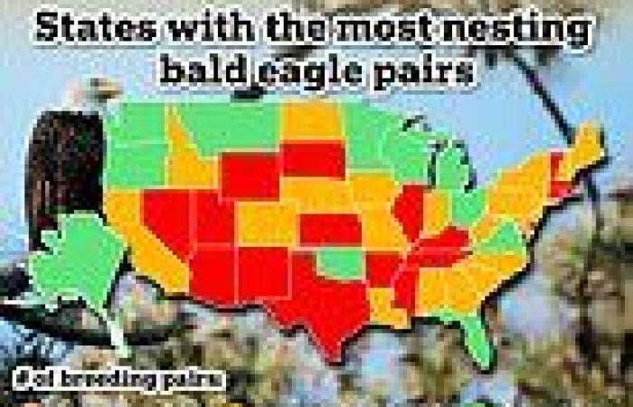 Bald eagle numbers are soaring across America. Here's where trends now