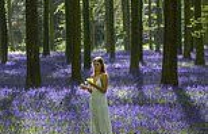 Shimmering carpet of bluebells rings in the spring at last trends now