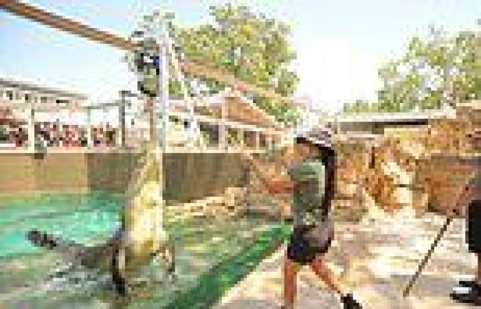 Saltwater crocodile bites Crocosaurus Cove employee on the arm in Darwin, as NT ... trends now