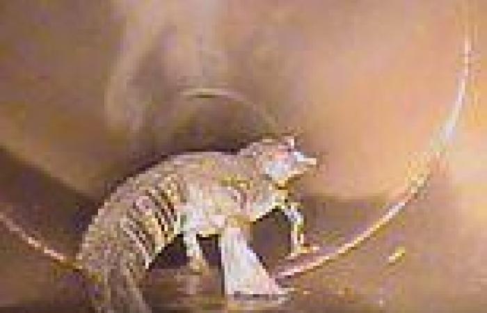 Five-foot alligator is spotted wandering Florida's sewers trends now
