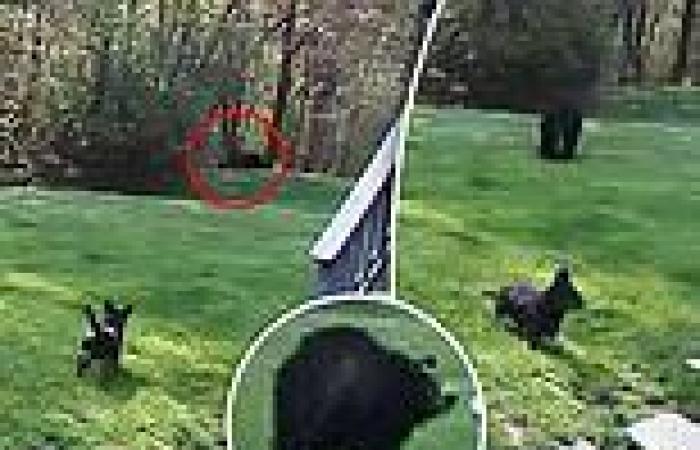 Tiny terrier attempts to scare off bear in Connecticut backyard trends now