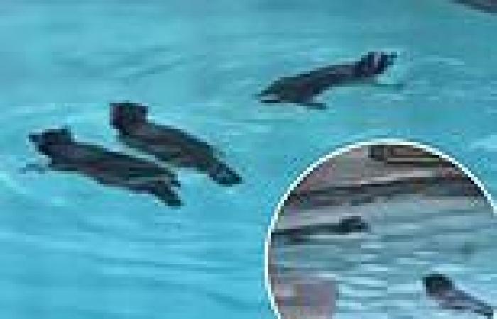 Adorable moment family of RACCOONS have a pool party in California man's ... trends now