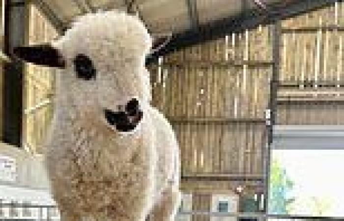 Bizarre HYBRID animal is accidentally created at a Dorset petting zoo trends now