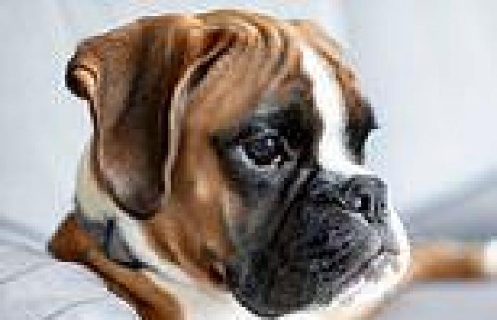 Vets reveal the most common health conditions in boxer dogs - and the signs ... trends now