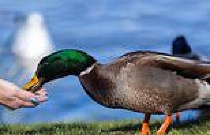London borough wants to fine residents £100 for feeding the ducks as bread ... trends now