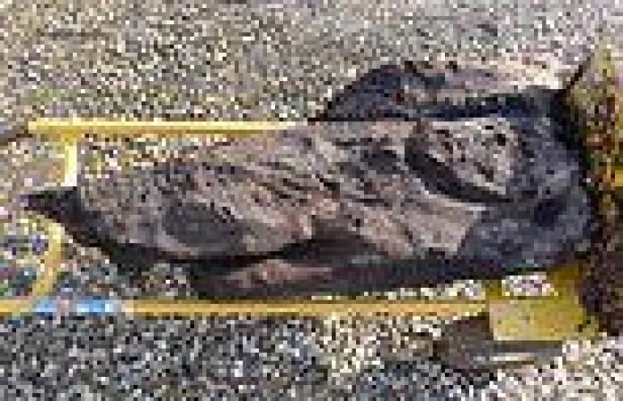 Oldest carved piece of wood in Britain dates back 6,000 years - 2,000 years ... trends now