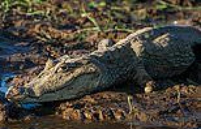 Virgin birth: Female crocodile gives birth in Costa Rica - despite living ALONE ... trends now