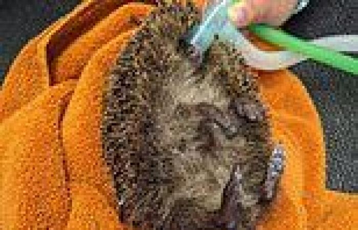 Hedgehogs find themselves in prickly situation after falling down uncovered ... trends now