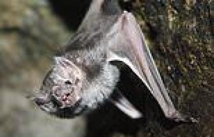 Bloodthirsty vampire bats have been spotted just 30 miles outside of Texas and ... trends now