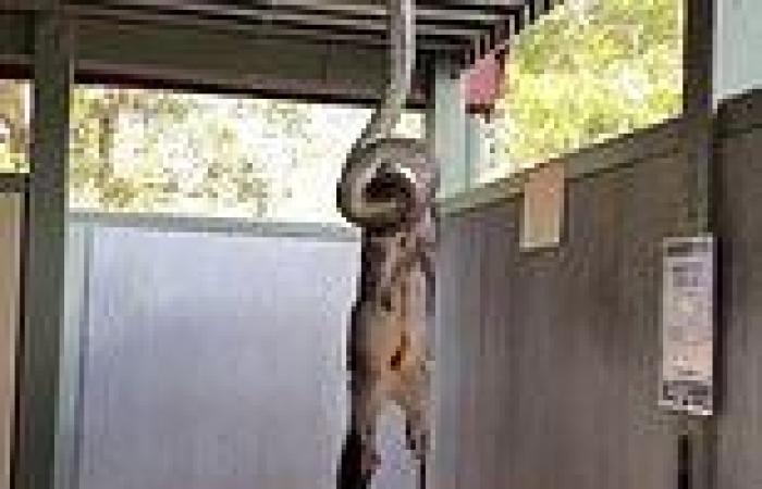 Horrifying moment massive snake gives possum a 'kiss of death' while hanging ... trends now