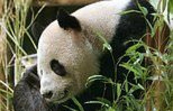 Welcome home! UK's only giant pandas arrive at sanctuary in China after 5,000 ... trends now