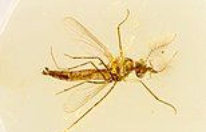 Oldest mosquitoes frozen in amber 130 million years ago reveal a 'bloodsucking ... trends now