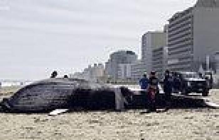 Huge young humpback whale is found dead on a Virginia beach - and experts are ... trends now