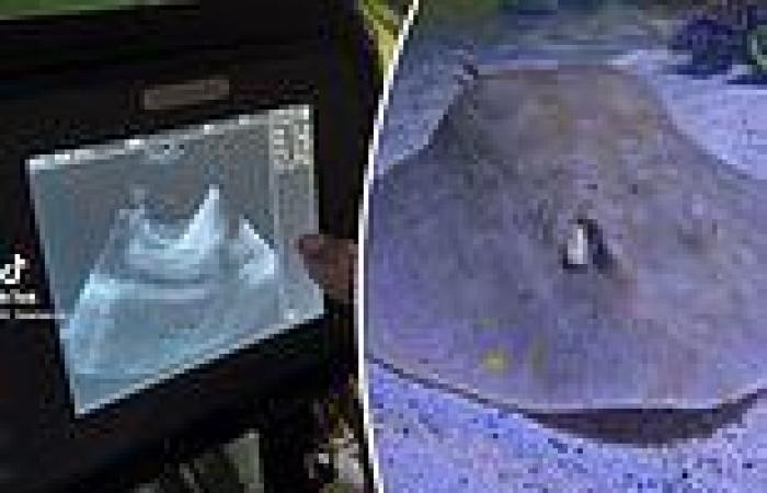 New ultrasound of Charlotte the 'virgin stingray' shows her pups alive and well ... trends now