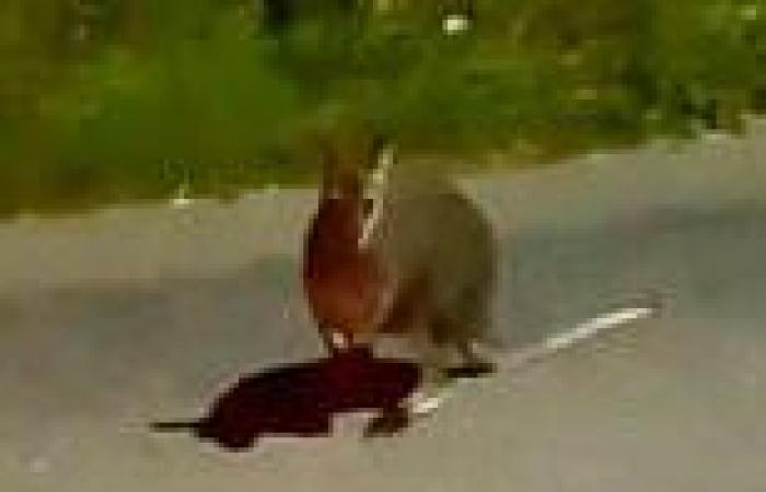 Bizarre moment a WALLABY bounces along a main road in Devon - more than 10,000 ... trends now