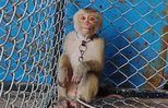 How monkeys are being abused to make your coconut milk: Shocking investigation ... trends now