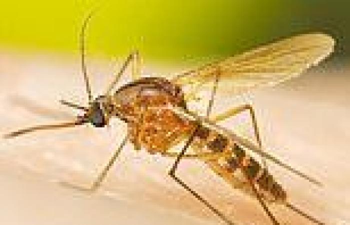 Murray Valley encephalitis virus spreads to new part of Western Australia: ... trends now