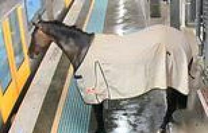 Why did the horse catch the train? Bizarre moment thoroughbred casually trots ... trends now
