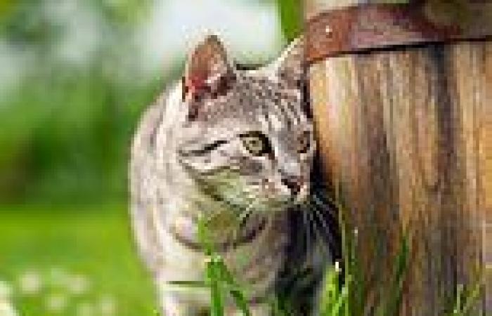 Why cat urine smells so bad: Scientists reveal what causes the unique stench - ... trends now