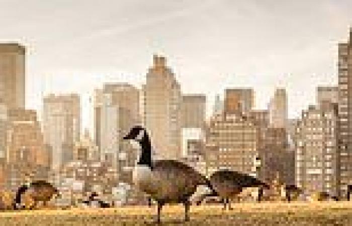 Bird flu outbreak in NYC animals prompts new health alert: New Yorkers are told ... trends now