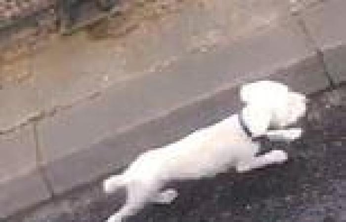 Dramatic moment driver saves dog from being run over on busy London carriageway ... trends now