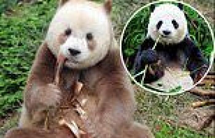 Pandas are NOT all black and white - and now scientists know why some are ... trends now