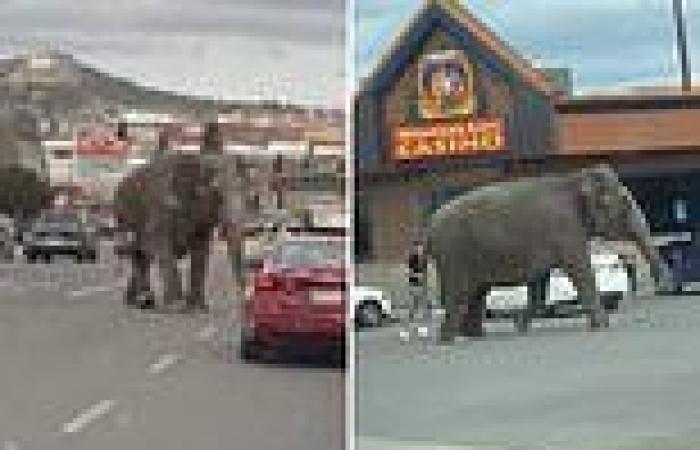 Wild moment elephant marauds through small town in Montana after breaking loose ... trends now