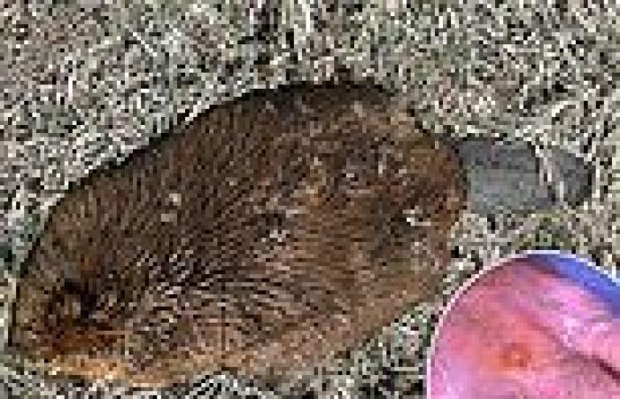 Disease killing beavers in Utah 'can spread to humans,' officials warn trends now