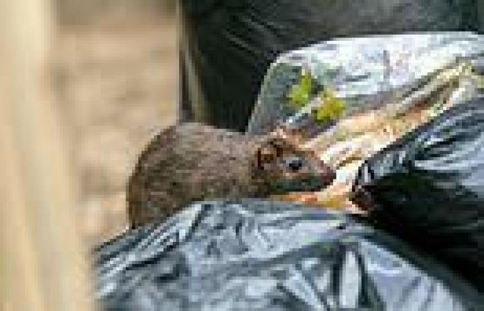New York City issues health alert over rise of rat-borne disease that has ... trends now