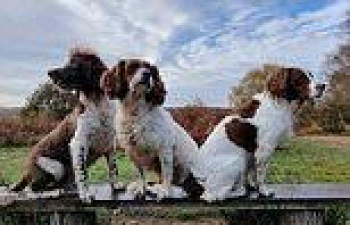 Devastated pet owner issues warning after two of his Springer Spaniels died ... trends now