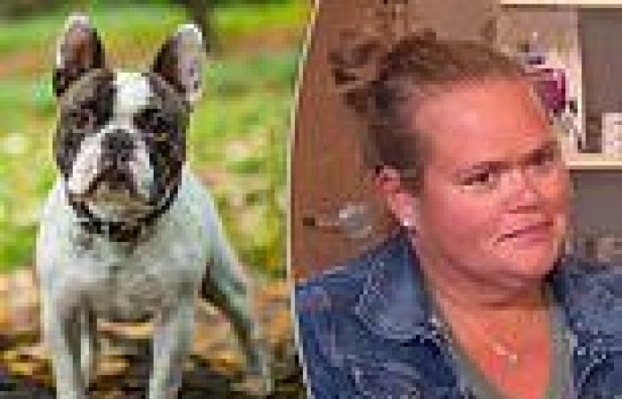 Florida dog shelters are overrun with bulldogs after trend for the animals ... trends now