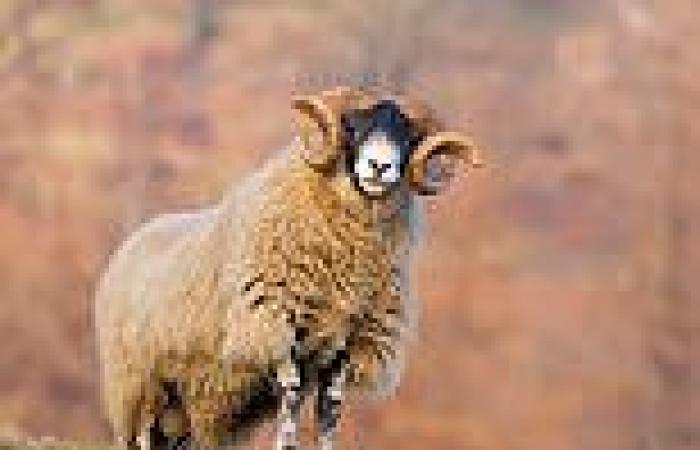 Sheep believed to be responsible for the deaths of couple in New Zealand trends now