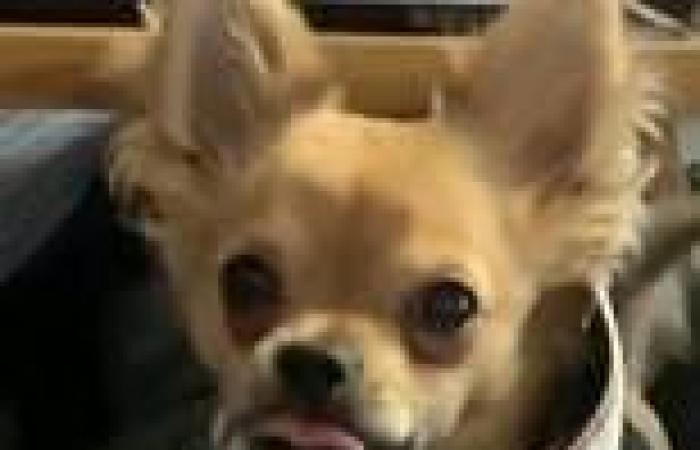 South Yarra dog theft: Owners' desperate plea for return of chihuahua after he ... trends now