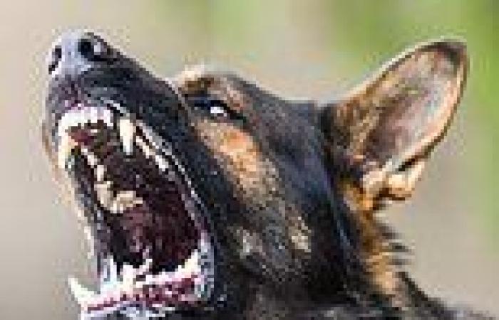 Second Queensland dog attack leaves woman badly injured just hours after ... trends now