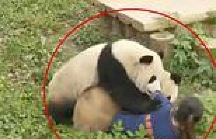 Shocking moment PANDAS attack zookeeper in front of screaming onlookers at ... trends now