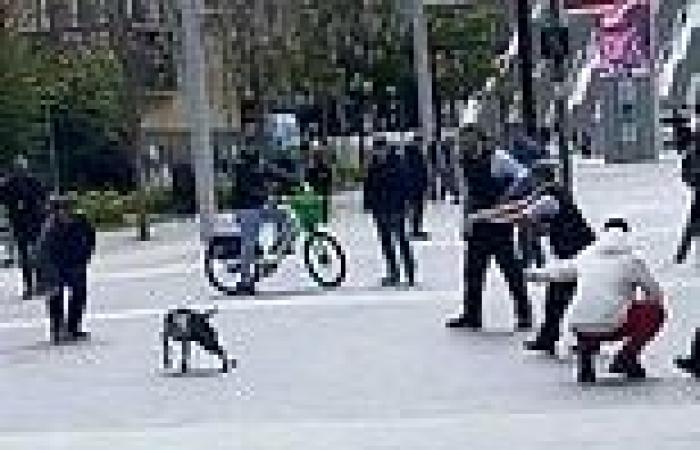 Shocking moment cops Taser dog after it bit a police officer in scenes of ... trends now