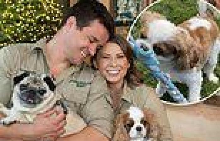 Piggy Lives! Fans rejoice as Bindi Irwin's dog returns to the Australia Zoo ... trends now
