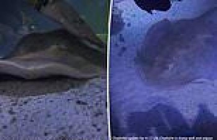 Charlotte the virgin stingray's caretakers release two similar updates in same ... trends now