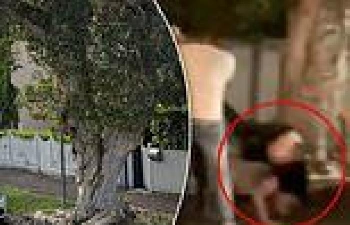 sport news See the very cheeky way footy fans have immortalised the tree Paul Kent was ... trends now