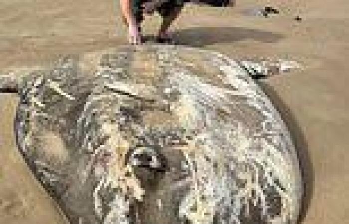Petrel Cove, SA: Mystery sea creature washes up along popular beach trends now
