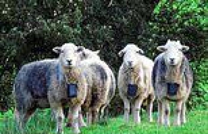 Troublesome sheep fitted with electric shock collars to stop them bothering ... trends now