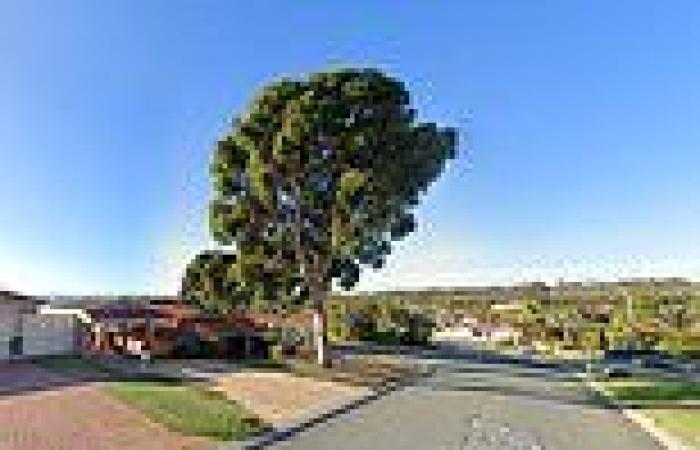 Alexander Heights, WA: This magnificent gum tree is one of the last left in a ... trends now