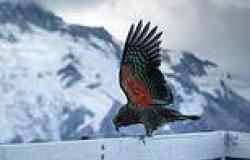 Wednesday 6 July 2022 08:03 AM Certain birds have evolved to have bright feathers to avoid mid-air collisions trends now
