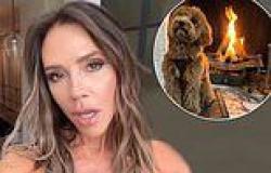 Monday 28 November 2022 05:56 PM Victoria Beckham is left furious as son Romeo's dog Simba tries to destroy her ... trends now