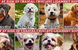 Study reveals the breeds most likely to suffer from painful cranial cruciate ... trends now