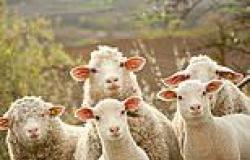 Sheep bond over stressful experiences such as being sheared or rounded up by ... trends now