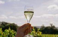 Cheers to that! English wine is set for a record harvest thanks to a mild ... trends now